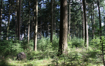 plaatje: Grootste Natuurbegraafplaats in Nederland van start 